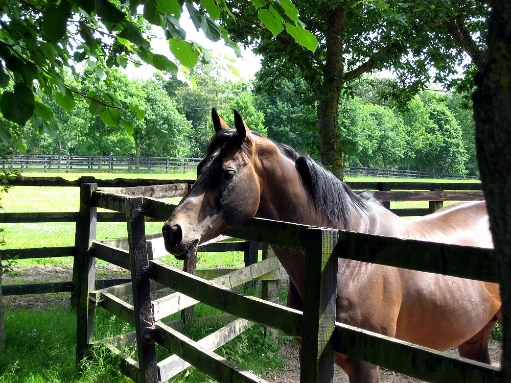 Irish National Stud & Japanese Gardens