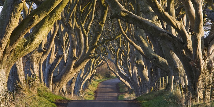 Dark Hedges[700px]